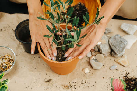 Female hands planting house plant, pressing on soil with handsの写真素材