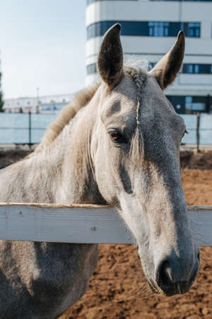 Small gray horse with head over wooden fence. Looking at camera.の写真素材