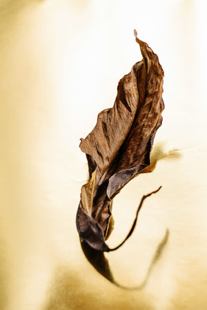 Dry banana leaf on a golden background