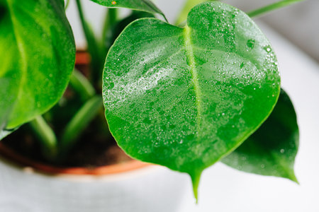 Intact small bottom monstera leaf, covered with tiny water droplets on surfaceの写真素材