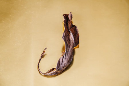 Dry, crumpled, slightly twisted leaf on a yellow metal surface