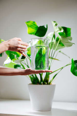 Female hands holding water jug in front of beautiful healthy monstera in a potの写真素材