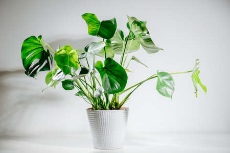 Image of a beautiful healthy monstera plant in a pot. Top leaves are holedの写真素材