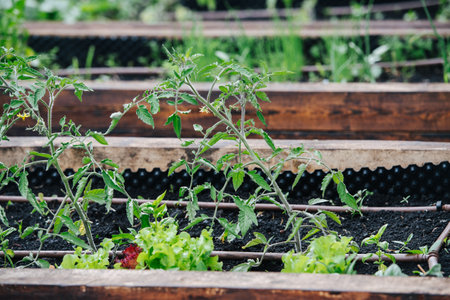 Tomatoes and lettuce growing in a greenhouse in elevated garden beds, filled with good fertile soil.の写真素材