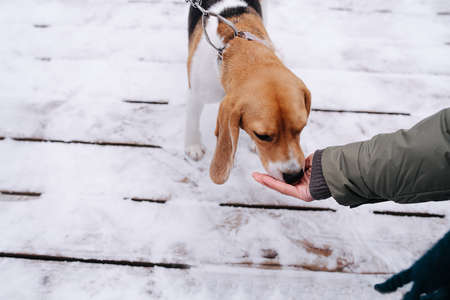 Hand of a man feeding beagle dog on the leash, standing on a snowy plank floor outdoors. High angle, top view.の写真素材