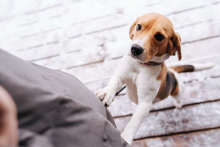 Person view image of a beagle dog looking up at her master. She's putting her front paws on his legs, trying to get something.の写真素材