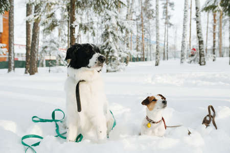 Funny curios dogs sitting half burried in a snow, both looking at the same direction. Sparse trees in background. Snow in the air.の写真素材