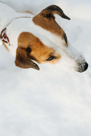 Top view of a jack russell terrier head outdoors in winter. He had brown patches around his ears and white line in the middle.の写真素材