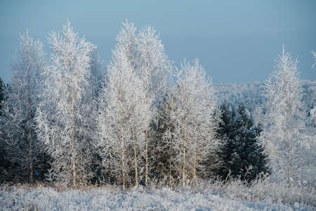 Icy trees and grass at winter. Air moisture condensed on branches because of the cold weather.の写真素材