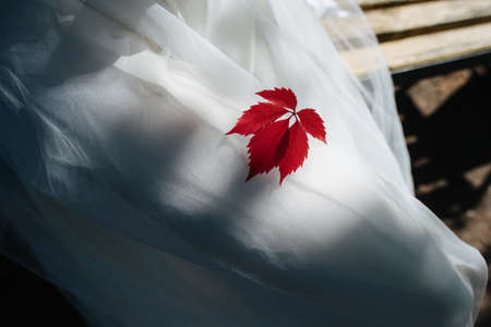 Laps of a woman in a white dress with a beautiful red leaves on. Shadow and sun hitting her legsの写真素材