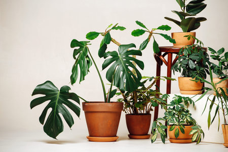Off centered image of potted plants in brown ceramic pots over beige background. rubber plant in the center. low angle.の写真素材