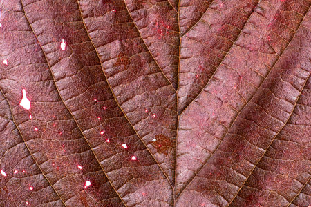 Red dry leaf with holes with red edges and brown veins.
