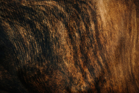 Black to brown gradient cowhide texture. It's gradually getting brighter from left to right. Lean and soft wool. A living animal close up.の写真素材