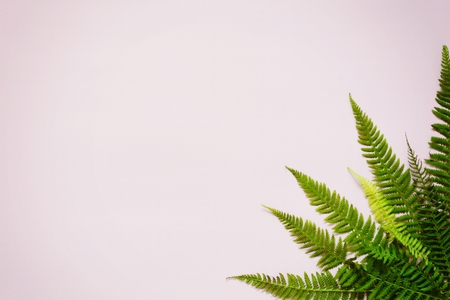 Fern leavesの写真素材
