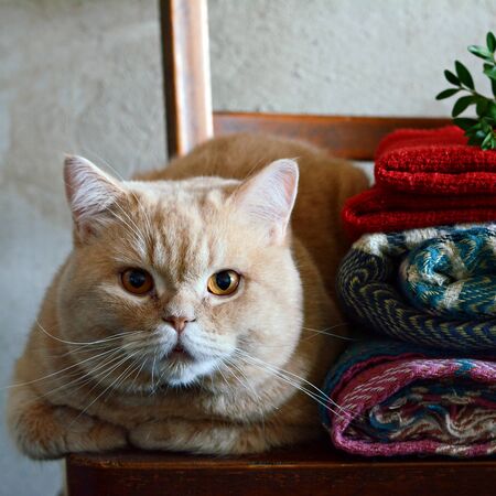 Ginger cat in a cozy warm interior. Autumn-winter period. Autumnal cozy mood concept. Home, warmth and comfort, autumn cold. Home interior, warm clothes, sweater, plaid.の写真素材