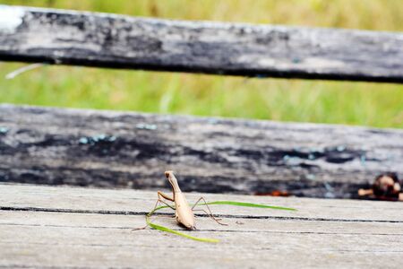 Insect Mantis in the wild. Female European Praying Mantis, Mantis Religiosa, brown mantis.の写真素材