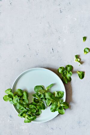 Fresh Juicy Green Corn Salad (lamb's lettuce, Valerianella locusta) on a plate on a blue background. The concept of a healthy diet. Vegetarianism, close-up. Selective focus. Copy space. Go vegan.の写真素材