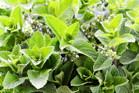 Background from fresh branches of mint and thyme flowers.
