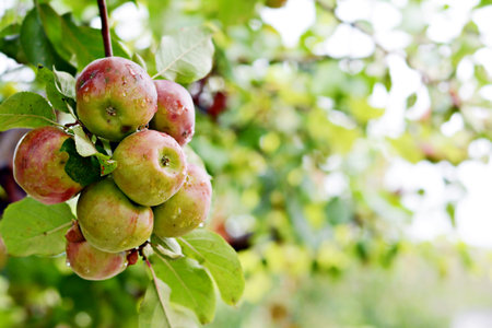 Ripe fresh apples on a branch with foliage. Apple harvest in the garden. Harvesting