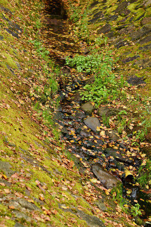 Autumn nature in the forest (park). Ground covered with grass, leaves and moss, near the stream....