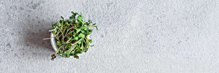 Fresh radish microgreens in a bowl on a gray background. Healthy lifestyle concept, Vegan food. Growing sprouts.の写真素材