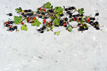 Branches of black and red currants on a gray background. Place for text, copy space.の写真素材