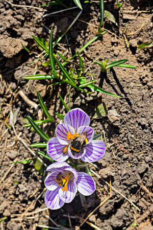 Flowering of primroses. Spring flowers of purple crocuses on the background of grass and earth. Pollination of plants by bees, the beginning of a new season, very peri color.の写真素材