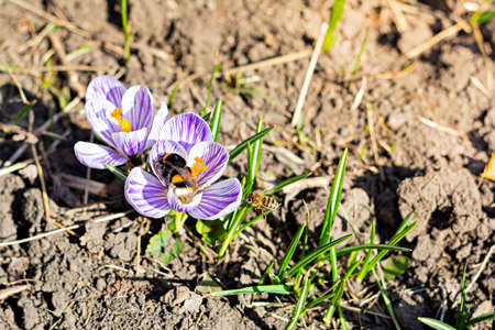 Flowering of primroses. Spring flowers of purple crocuses on the background of grass and earth. Pollination of plants by bees, the beginning of a new season, very peri color.の写真素材