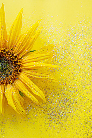 Sunflower flower on a yellow background with sparkles. Selective focus, out of focus. Floral background in bright colors.の写真素材