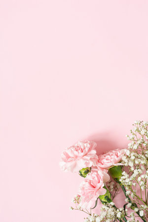 Bouquet of white gypsophila and pink carnations on a pink background in the corner, copyspaceの写真素材