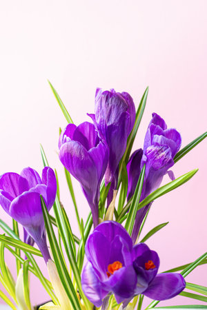 Beautiful crocuses on a pink background, copyspace. Perfect for holiday backgroundsの写真素材