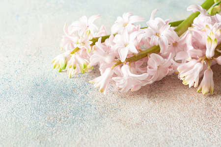 Pink hyacinth on a delicate colored background. Greeting card, spring concept.の写真素材