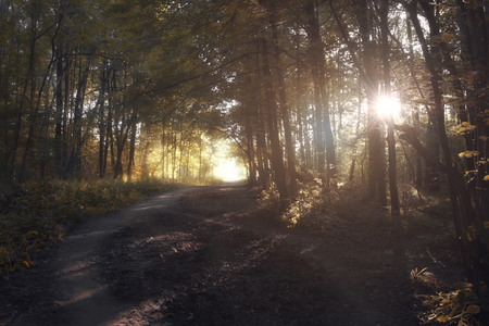 Magical light in mysterious forestの写真素材