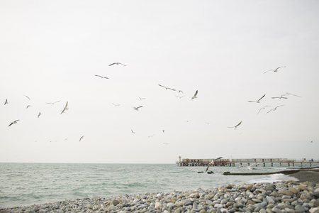 Gulls on the seaの写真素材
