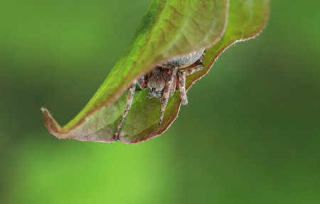 Araneus in the green leaf.