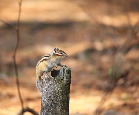 The chipmunk sits on the stump and lifts its paw.の写真素材