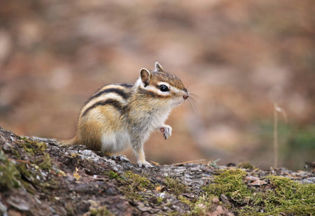 The chipmunk sits on the stump and lifts its paw.の写真素材