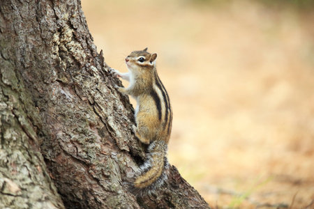 The chipmunk is sitting near the tree.の写真素材