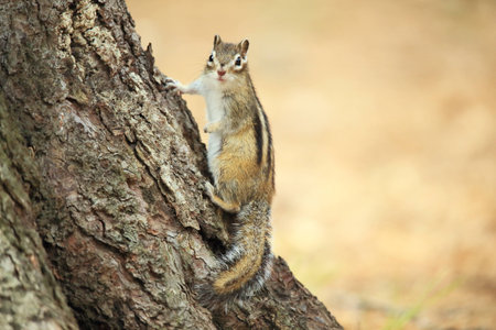 The chipmunk is sitting near the tree.の写真素材