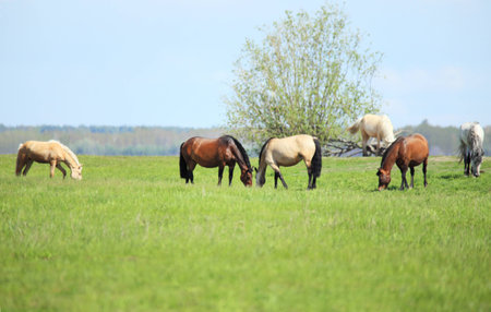 Horses graze on a green meadow.の写真素材