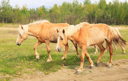 Horses graze in a meadow.の写真素材