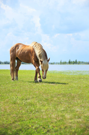 Horse in the meadow.の写真素材