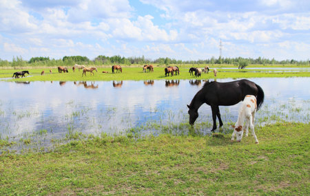 Horses graze in a meadow near the river.の写真素材