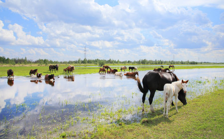 Horses graze in a meadow near the river.の写真素材