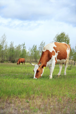 Cows graze in the meadow.の写真素材