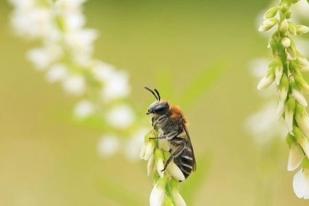 Bee sits on a flower.の写真素材