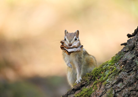 The chipmunk is sitting near the tree.の写真素材