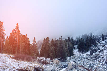 fabulous early morning in the foggy forest. the mountains of Siberia