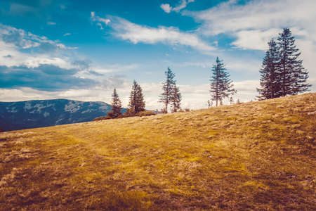 Majestic trees at autumn mountain valley. Dramatic and picturesque morning scene. Warm toning effect. Carpathians, Ukraine, Europe. Beauty worldmountain landscape on the blue sky background