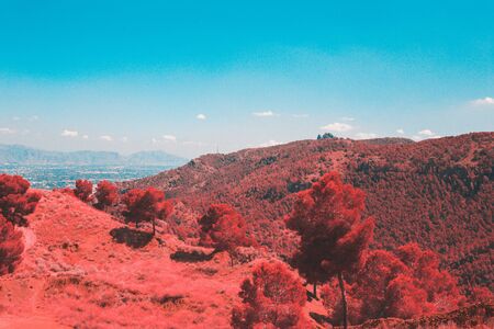 Landscape with trees in pink aerochrome film style